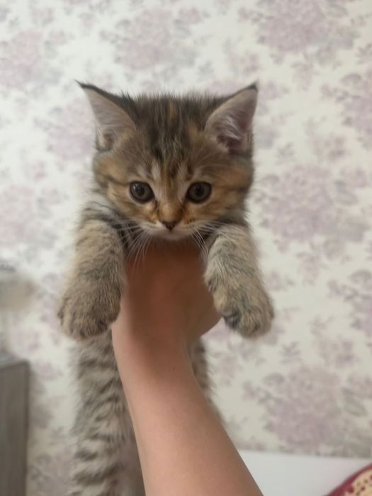 Продается шотландская шиншилла