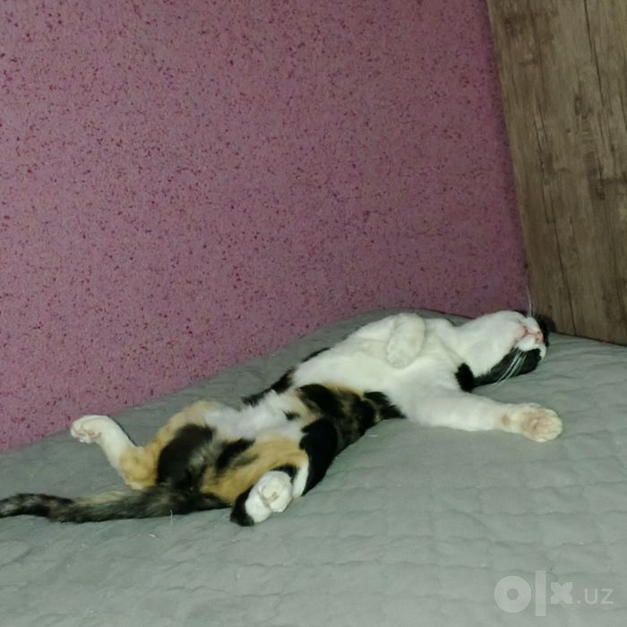 Отдам в хорошие руки