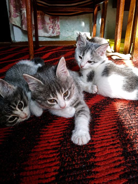 Котята ищут любящий дом — отдам в добрые руки