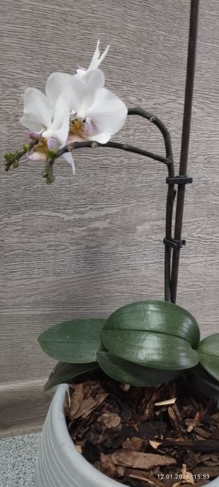 Продам  белую Орхидею