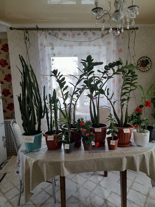 Комнатные цветы  разное