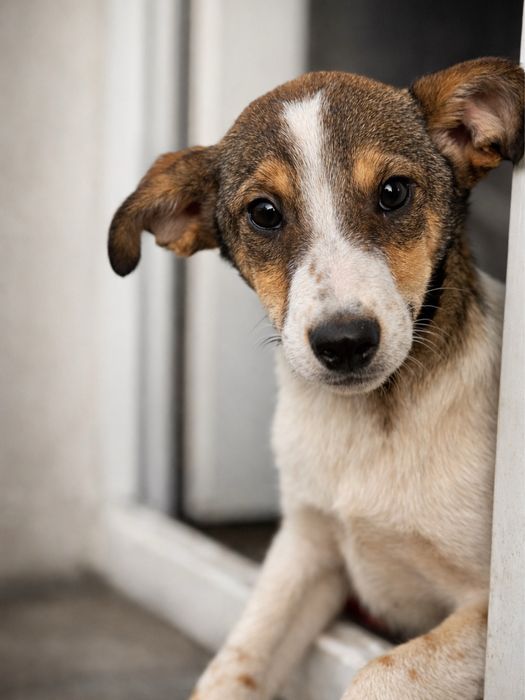 Щенки в хорошие руки