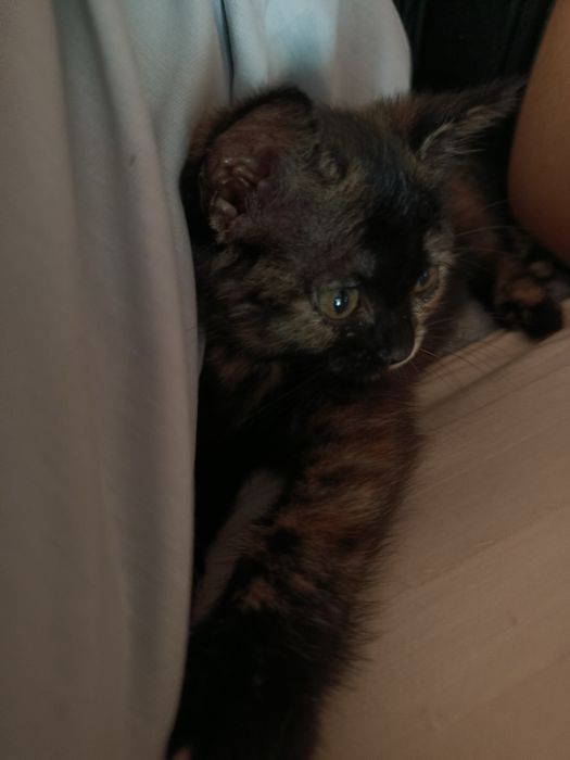 Котята бесплатно