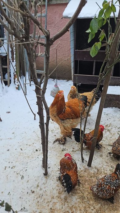 Familie brahma columbia si familii mii de flori portelan