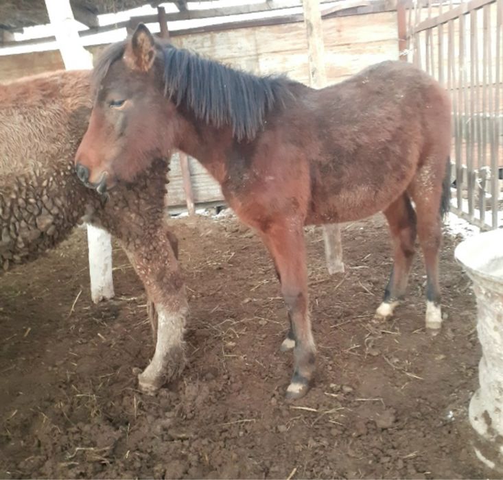 жабагы жабағы сатылады