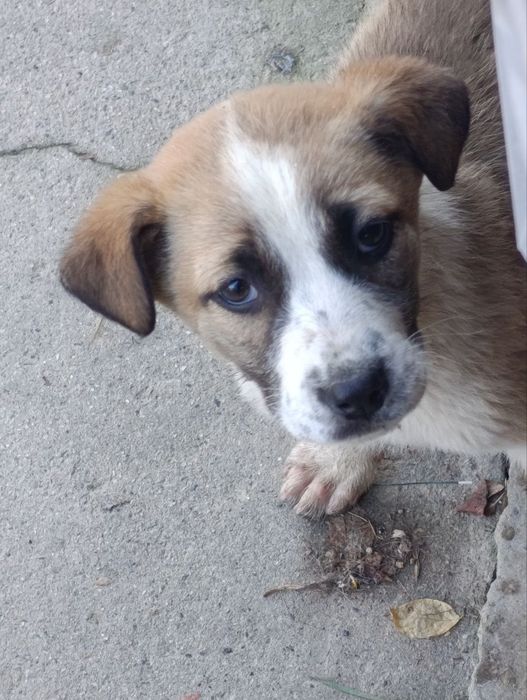 Щенята , 2 месяца