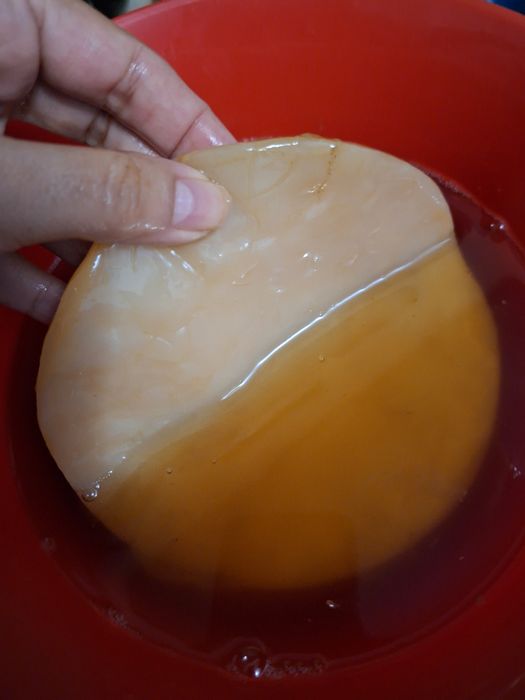kombucha cu instrucțiuni și stater