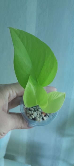 Сциндаптус Неон и нджой