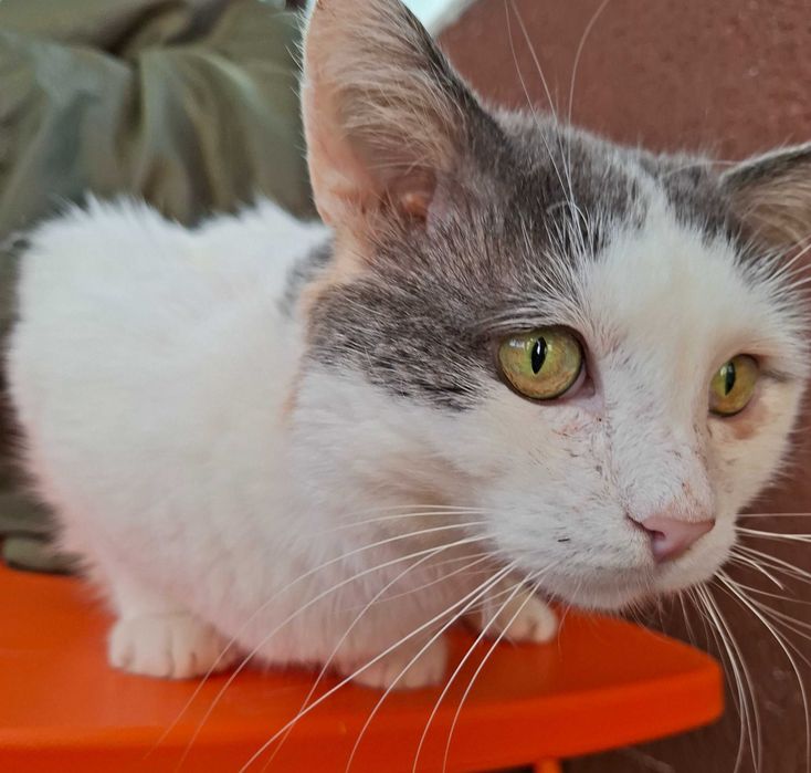 Adoptie motan alb castrat Martafoi, pt curte, se aduce in tara