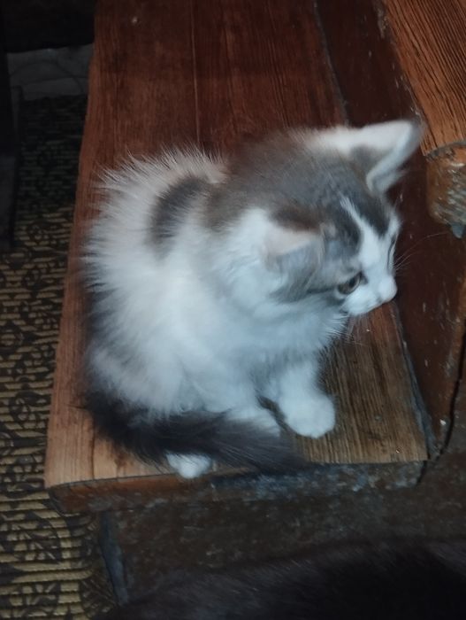 Отдам в добрые руки котенка