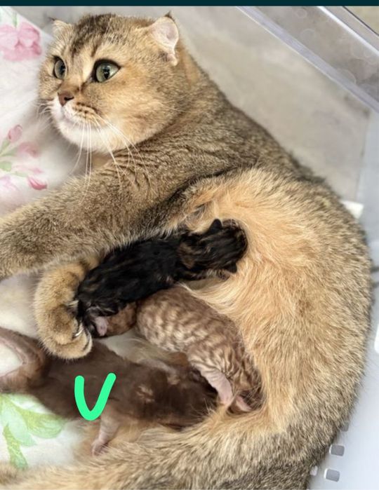 чистокровная шиншилла