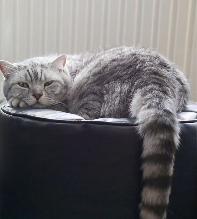 Кошка британец 9 мес девушка