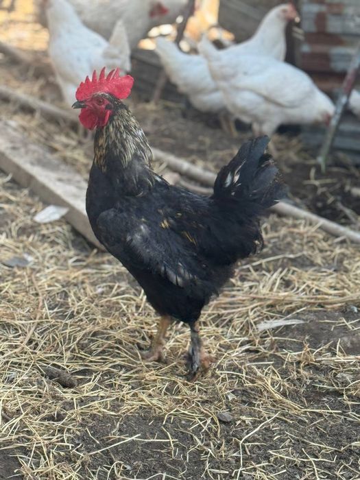 Erim porno sorishni yaxshi koradi