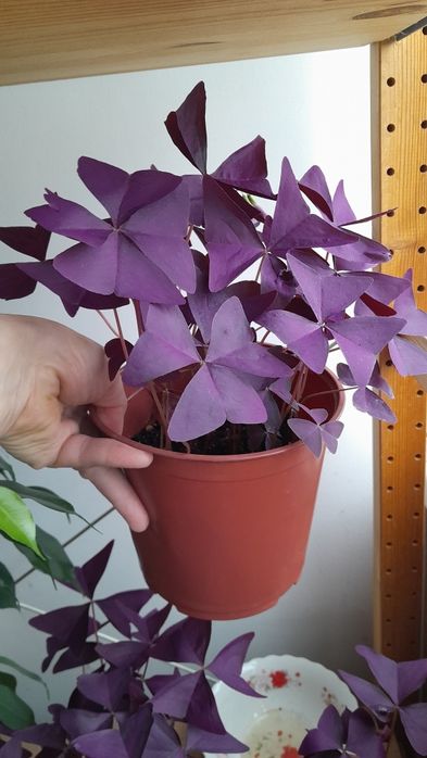 Кислица (оксалис)