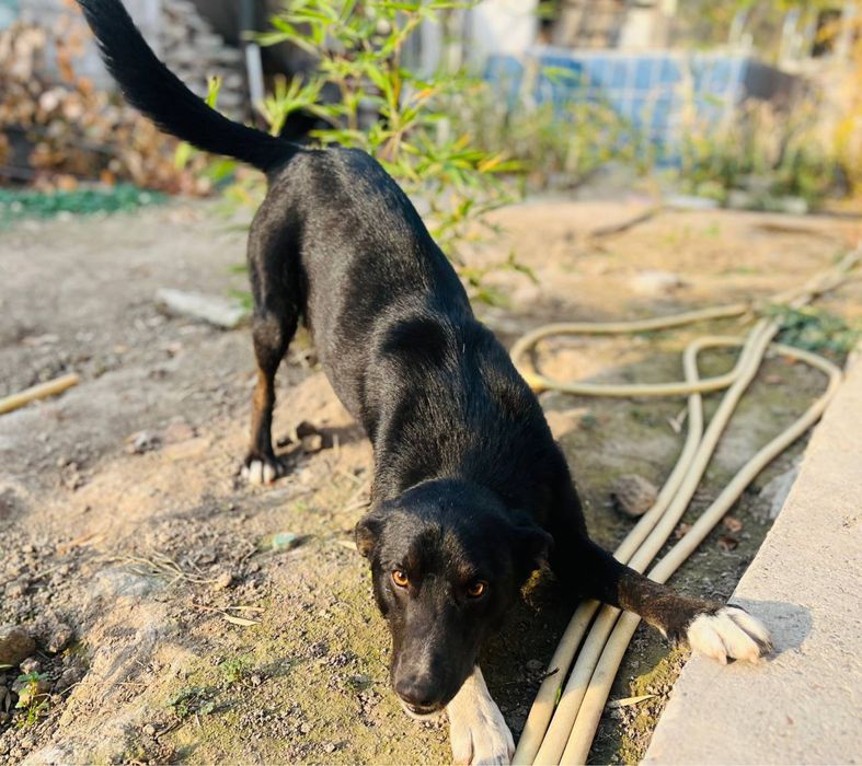В добрые руки , ищем дом для кабеля.
