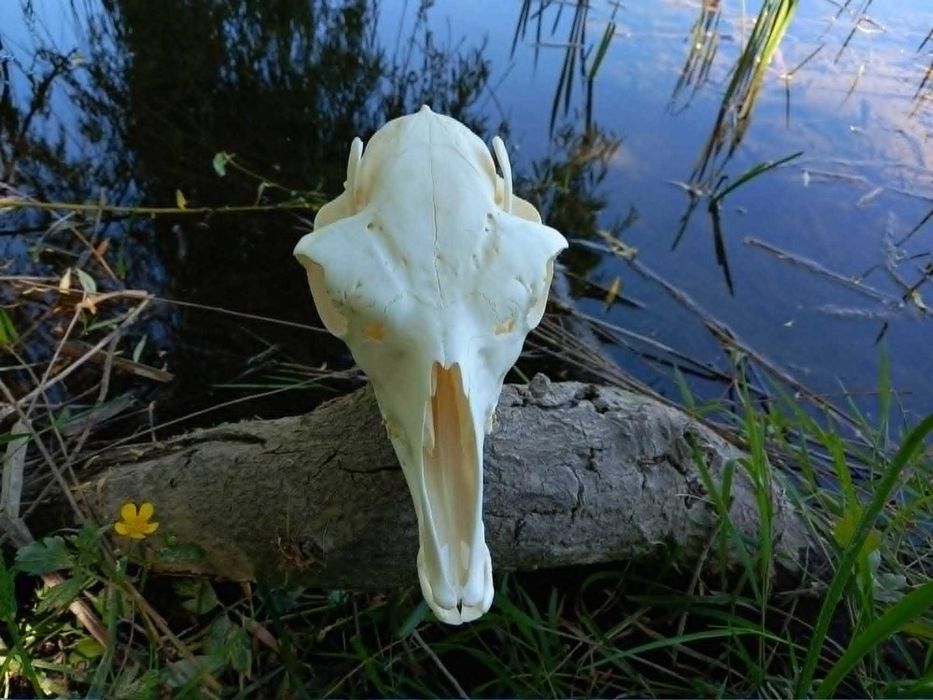 trofeu,trofee,naturalizat,taxidermie,craniu  de alpaka Germania