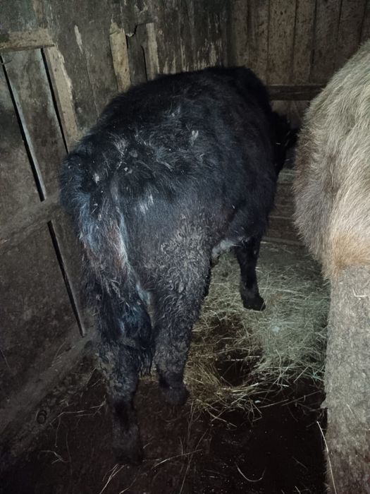 2 tauri unul baltat iar celalalt august iar viteau tot angus