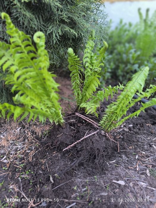 Цветы многолетние