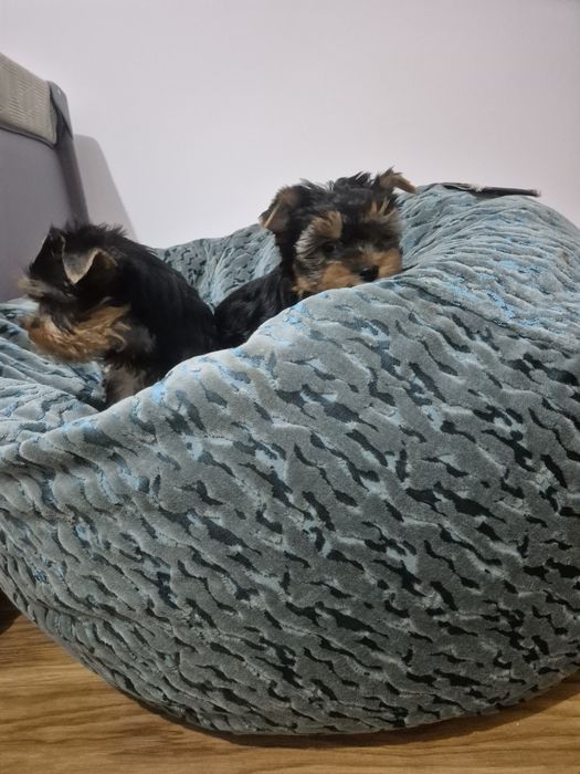 Йоркширски териер