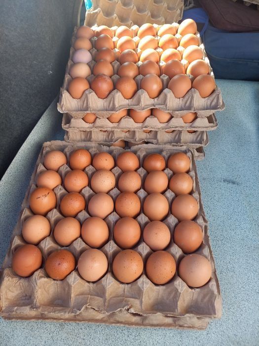 Корм для Кур несушек