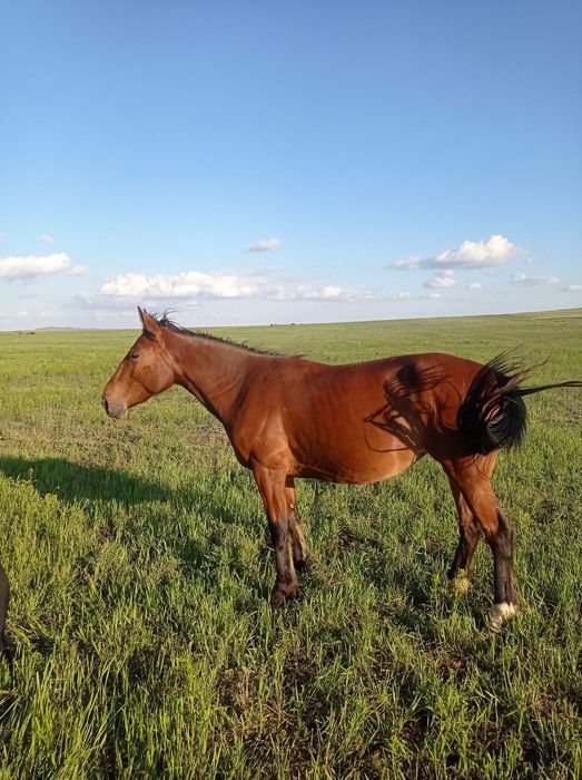 Продаю лошадей 4 головы