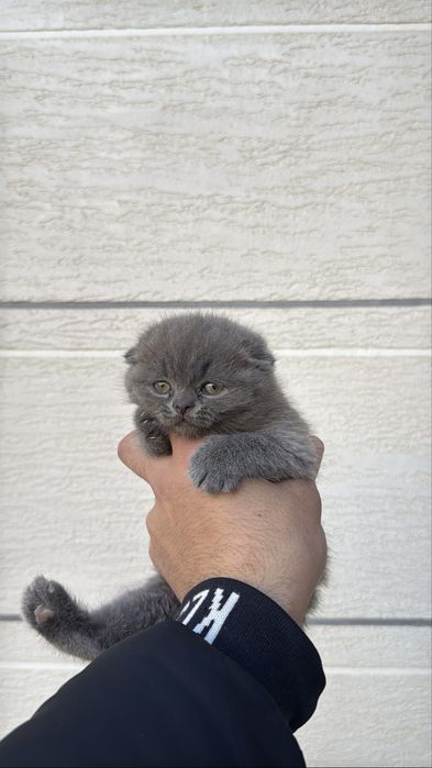 Scotish fold toni toza 1.5 oylik qizcha