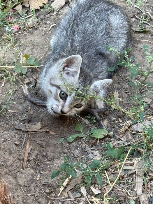 Отдам котят бесплатно