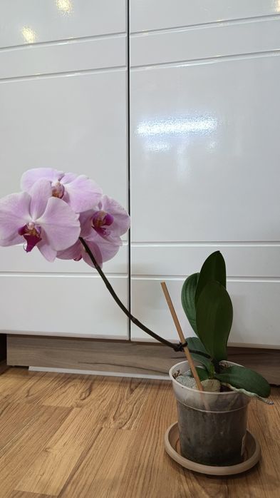 Орхидея Фаленопсис