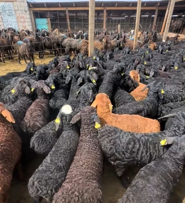 Кой Бараны токтушки продаётся Г.АЛМАТЫ