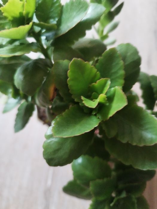 Комнатные цветы.