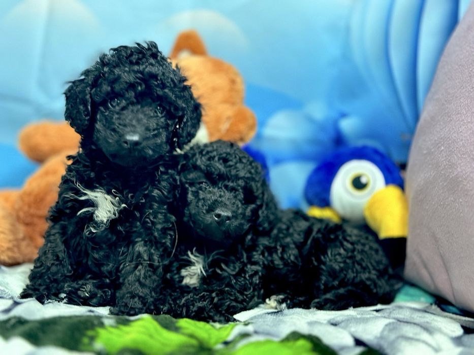 Пудел мини Момиче