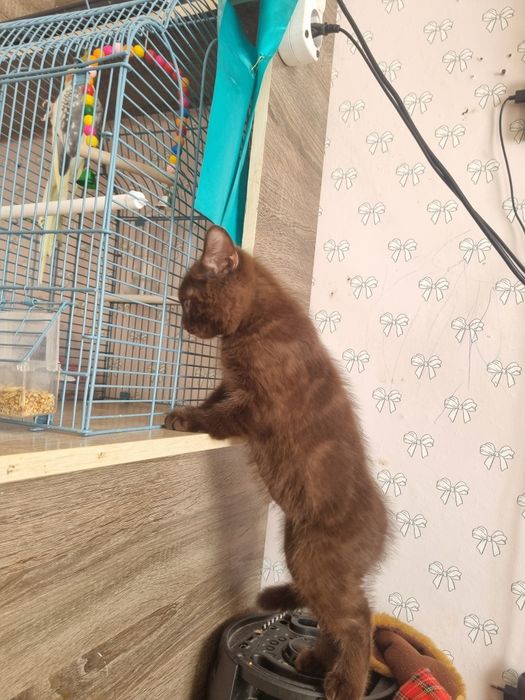 Отдам котенка даром