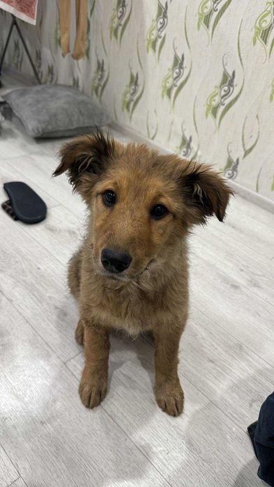 Пропала собака по кличке Рокси