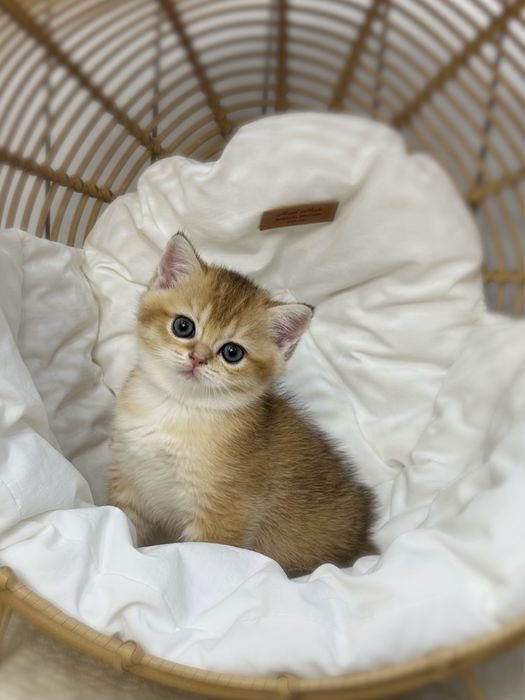 Котенок золотая шиншилла