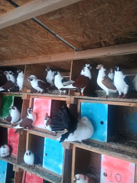 Porumbei jucători de galati