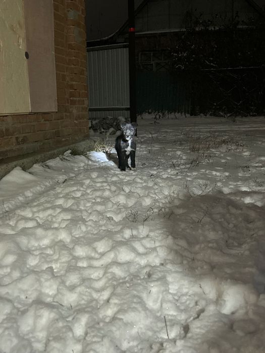 Отдам щенка (мальчик)