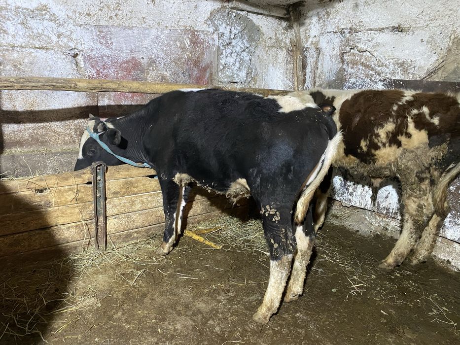 Продам бычки оптом и в разницу