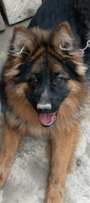 ИТ сотилади немецкая овчарка