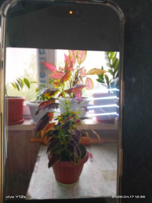 Комнатные цветы домашные