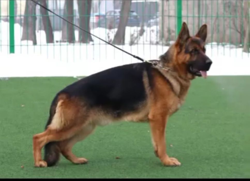 Продается немецкий щенки