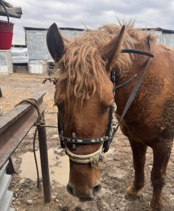 Продаётся лошадь