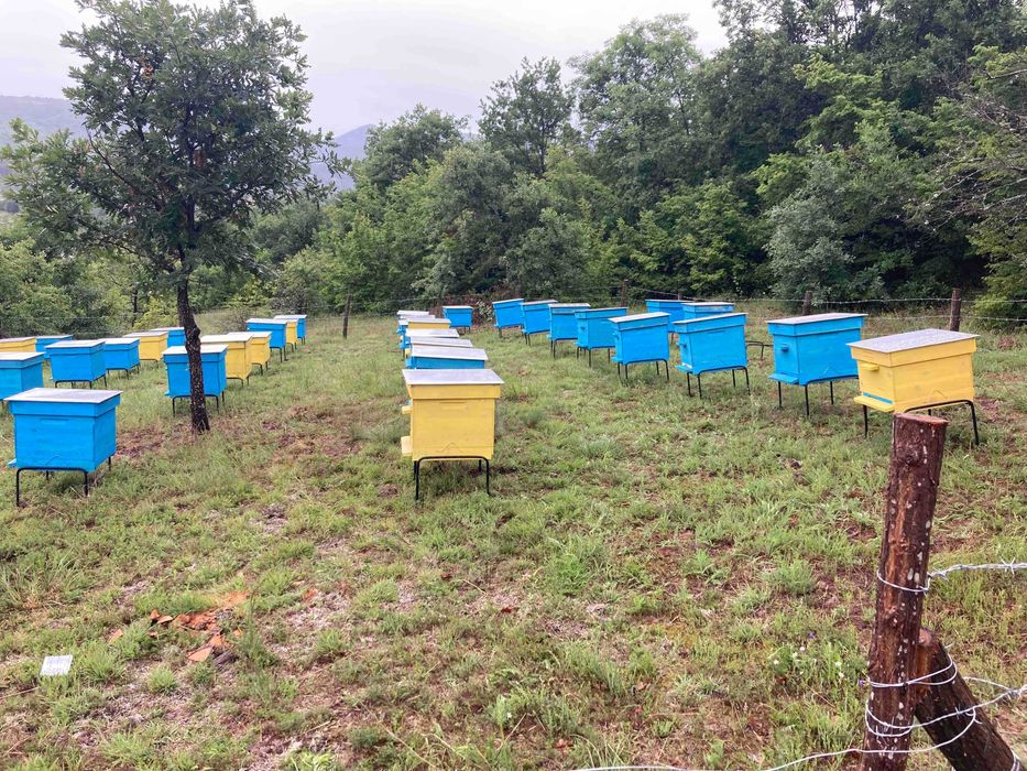 Пчелни отводки Дадан Блат