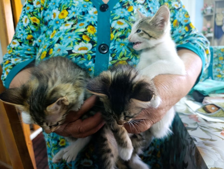 Отдам за даром котят