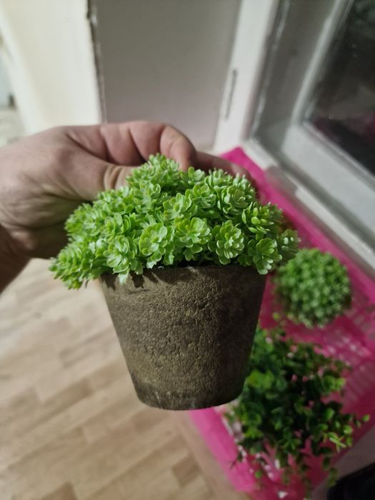 Декоративные растеня