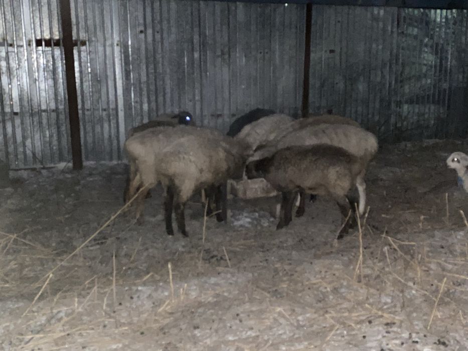 Продам баранов..