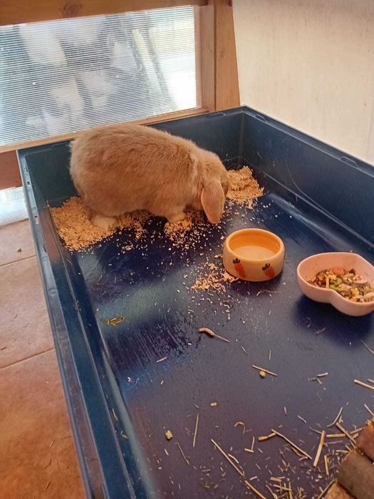 Vand iepure de rasa si cusca