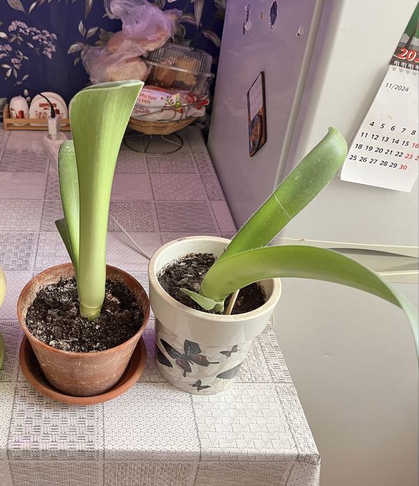 Обмен на другие цветы