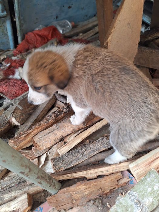 Отдам щенят средней породы