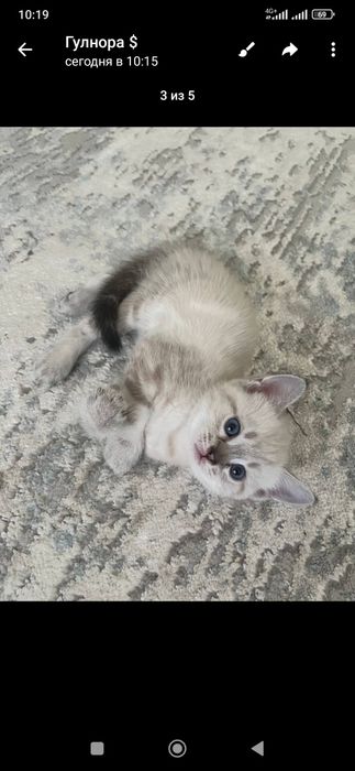 Породистые котята первый снимок мама