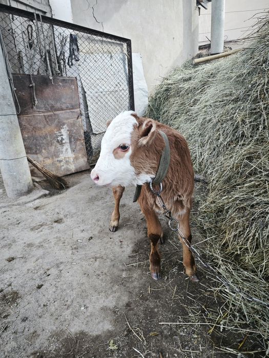 Продам телочку Находится в Жандосове